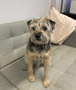 Murray Beardmore, Chief Dog Officer, on the sofa