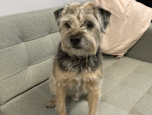 Murray Beardmore, Chief Dog Officer, on the sofa