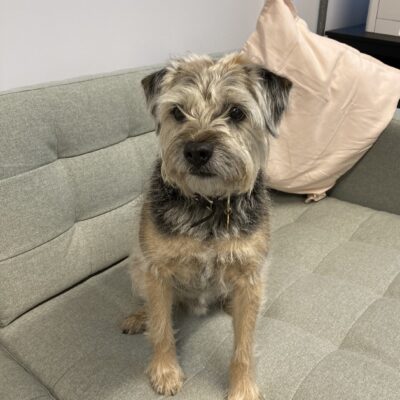Murray Beardmore, Chief Dog Officer, on the sofa